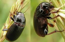 Ekin Kambur Böceği Mücadelesi?